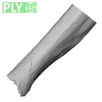 DV13-86 Homo sapiens ulna right distal ply