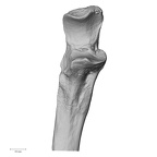 DV13-86 Homo sapiens ulna right proximal anterior