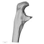 DV13-86 Homo sapiens ulna right proximal lateral