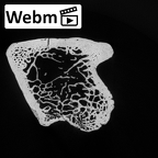 DV13-86 Homo sapiens ulna right proximal ct stack movie