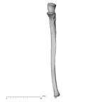 DV13-87 H. sapiens ulna left