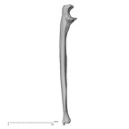DV13-87 Homo sapiens ulna left medial