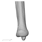 DV13-87 Homo sapiens ulna left distal anterior