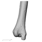 DV13-87 Homo sapiens ulna left distal lateral