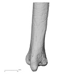 DV13-87 Homo sapiens ulna left distal posterior