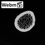 DV13-87 Homo sapiens ulna left distal ct stack movie
