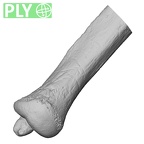 DV13-87 Homo sapiens ulna left distal ply