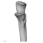 DV13-87 Homo sapiens ulna left proximal anterior