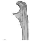 DV13-87 Homo sapiens ulna left proximal lateral