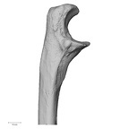 DV13-87 Homo sapiens ulna left proximal medial
