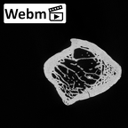 DV13-87 Homo sapiens ulna left proximal ct stack movie