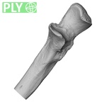 DV13-87 Homo sapiens ulna left proximal ply