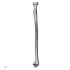 DV13-88 H. sapiens radius right