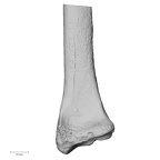 DV13-88 Homo sapiens radius right distal anterior