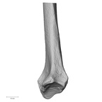 DV13-88 Homo sapiens radius right distal medial