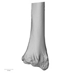 DV13-88 Homo sapiens radius right distal posterior