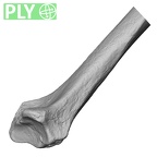 DV13-88 Homo sapiens radius right distal ply