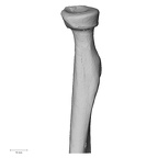 DV13-88 Homo sapiens radius right proximal anterior