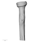 DV13-88 Homo sapiens radius right proximal medial