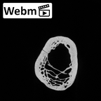 DV13-88 Homo sapiens radius right proximal ct stack movie