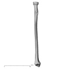 DV13-89 H. sapiens radius left