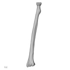DV13-89 Homo sapiens radius left posterior