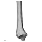 DV13-89 Homo sapiens radius left distal medial