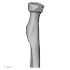 DV13-89 Homo sapiens radius left proximal anterior