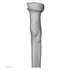 DV13-89 Homo sapiens radius left proximal medial