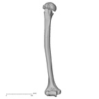 DV14-104 Homo sapiens humerus right anterior