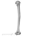 DV14-104 H. sapiens humerus right