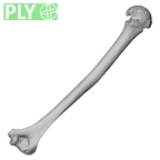 DV14-104 Homo sapiens humerus right ply