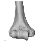 DV14-104 Homo sapiens humerus right distal anterior