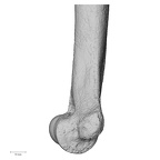 DV14-104 Homo sapiens humerus right distal medial