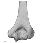 DV14-104 H. sapiens humerus right distal