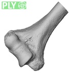 DV14-104 Homo sapiens humerus right distal ply