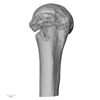 DV14-104 Homo sapiens humerus right proximal anterior