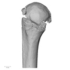 DV14-104 Homo sapiens humerus right proximal medial
