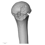 DV14-104 H. sapiens humerus right proximal
