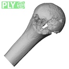 DV14-104 Homo sapiens humerus right proximal ply
