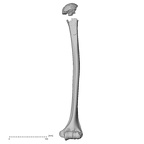 DV14-105 Homo sapiens humerus left anterior