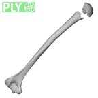 DV14-105 Homo sapiens humerus left ply