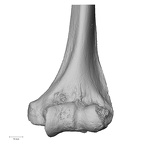 DV14-105 Homo sapiens humerus left distal anterior