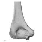 DV14-105 H. sapiens humerus left distal