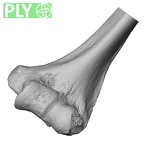 DV14-105 Homo sapiens humerus left distal ply