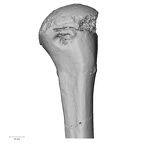 DV14-105 Homo sapiens humerus left proximal anterior