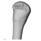 DV14-105 Homo sapiens humerus left proximal lateral