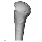 DV14-105 Homo sapiens humerus left proximal posterior