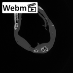 DV14-105 Homo sapiens humerus left proximal ct stack movie