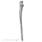 DV14-106 Homo sapiens ulna right anterior